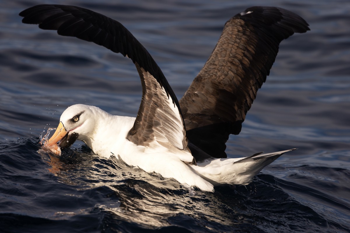 albatros černobrvý (ssp. impavida) - ML618706144