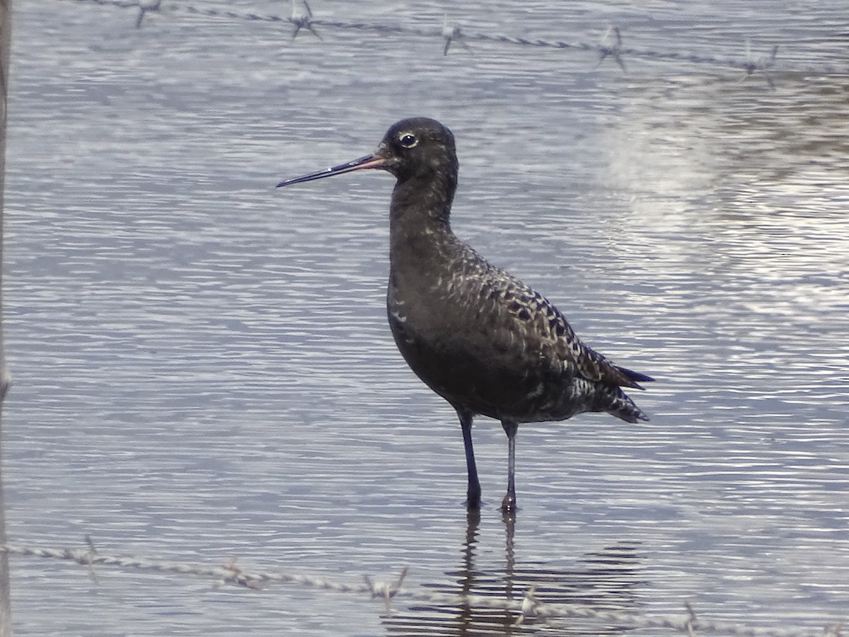 Spotted Redshank - ML618706158