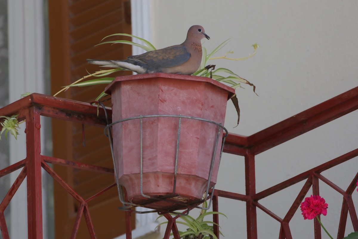 Laughing Dove - ML618706162