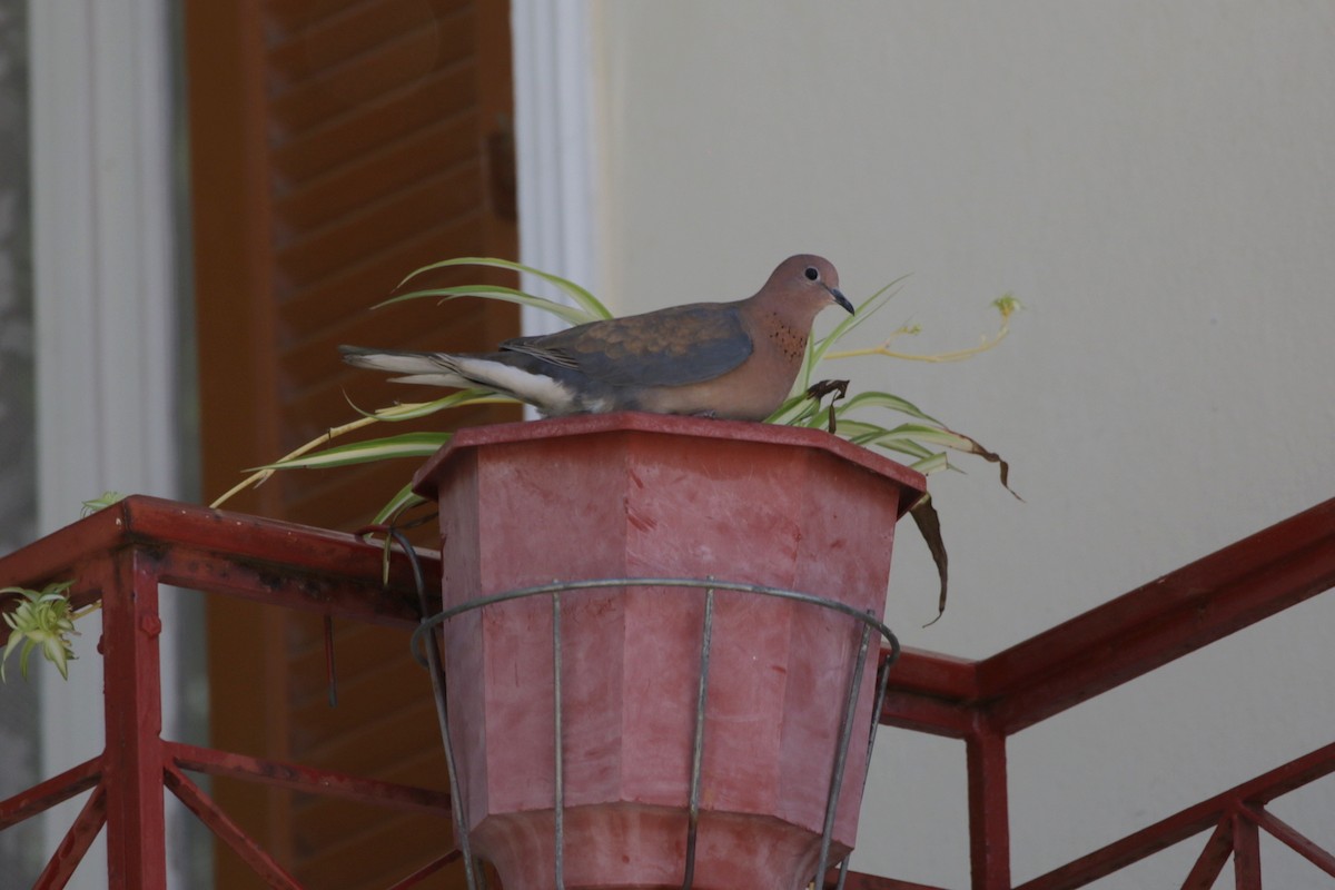 Laughing Dove - ML618706163