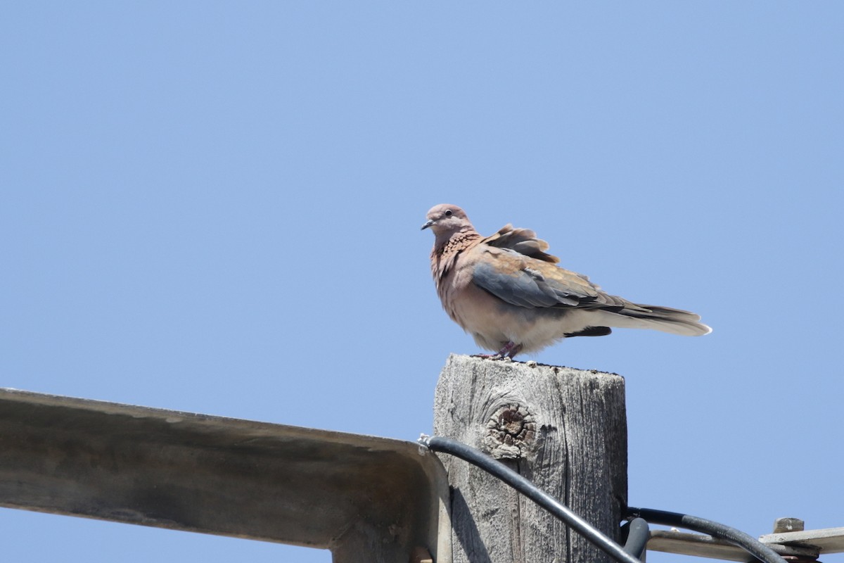 Laughing Dove - ML618706164