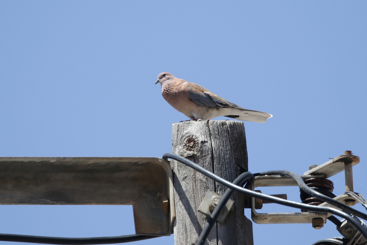 Laughing Dove - ML618706166