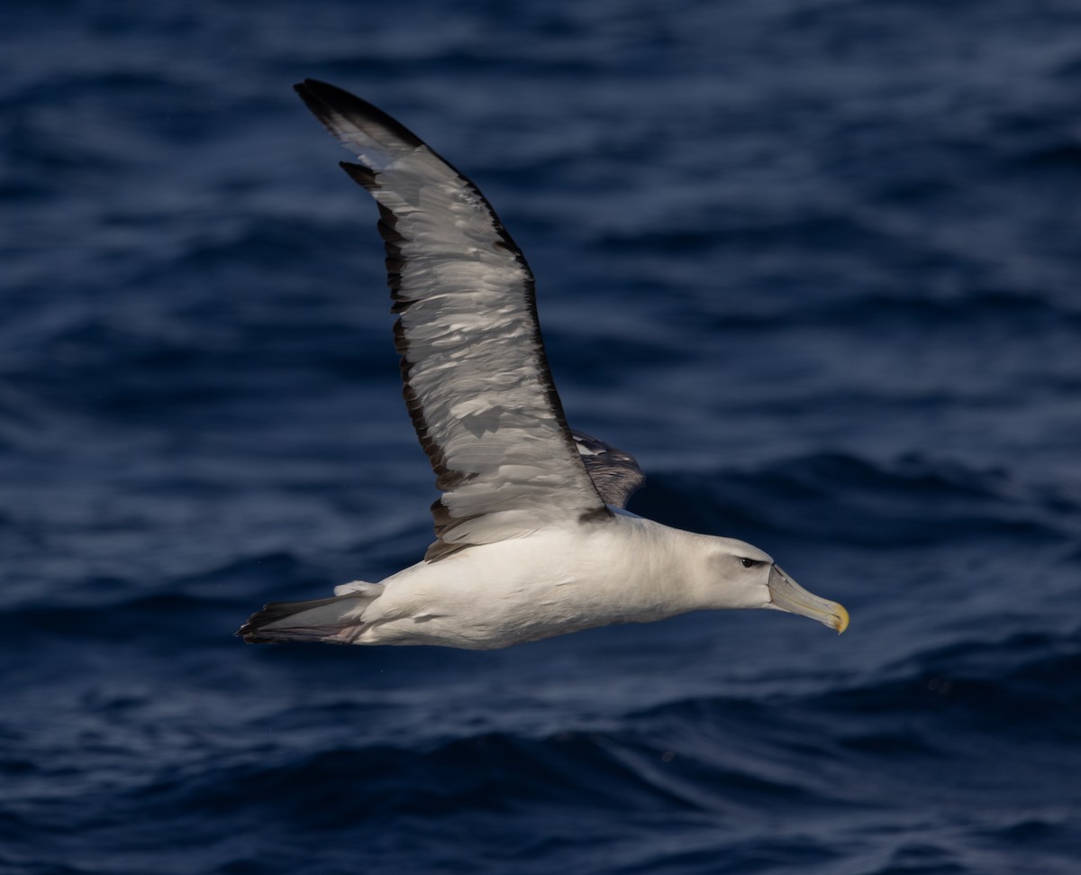 White-capped Albatross - ML618706167