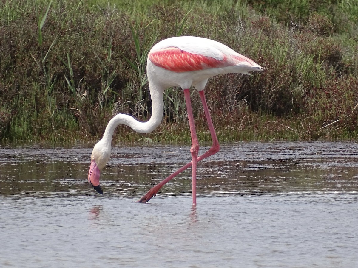 Greater Flamingo - ML618706168