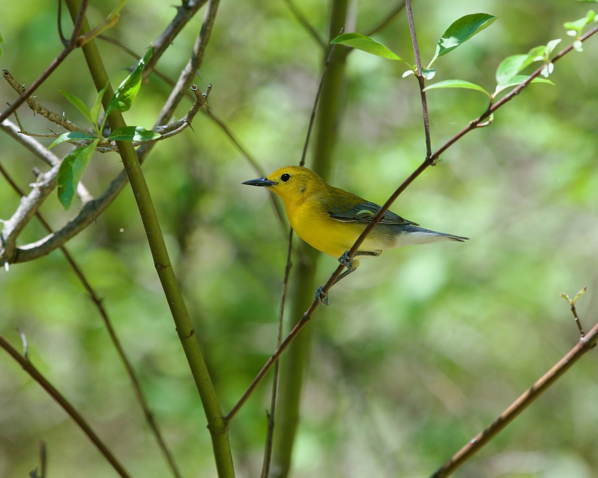 Prothonotary Warbler - ML618706174