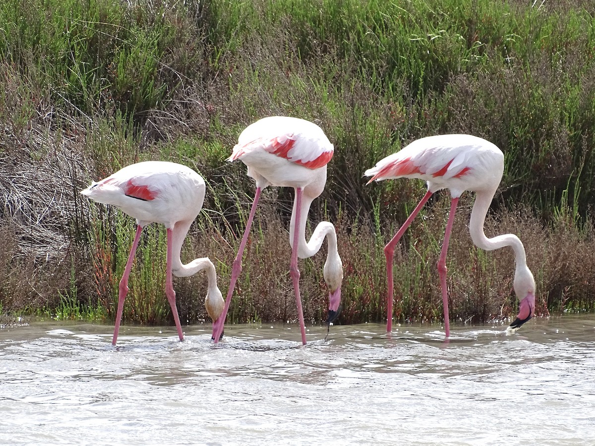 Greater Flamingo - ML618706175