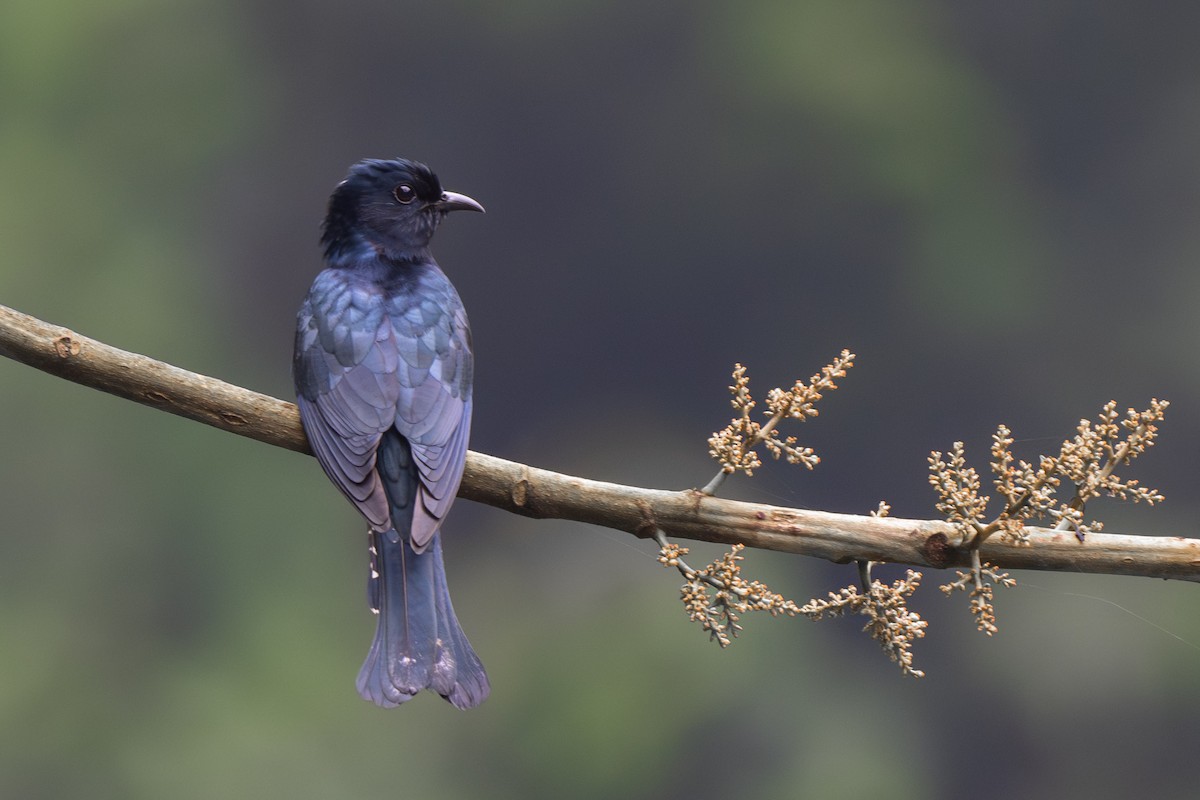 Square-tailed Drongo-Cuckoo - ML618706179