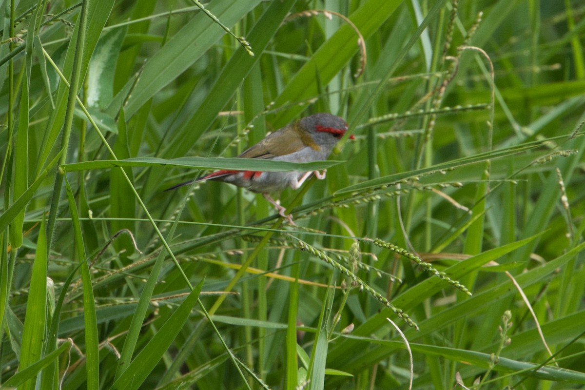 Red-browed Firetail - ML618706189