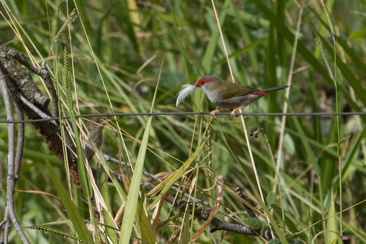Red-browed Firetail - ML618706190