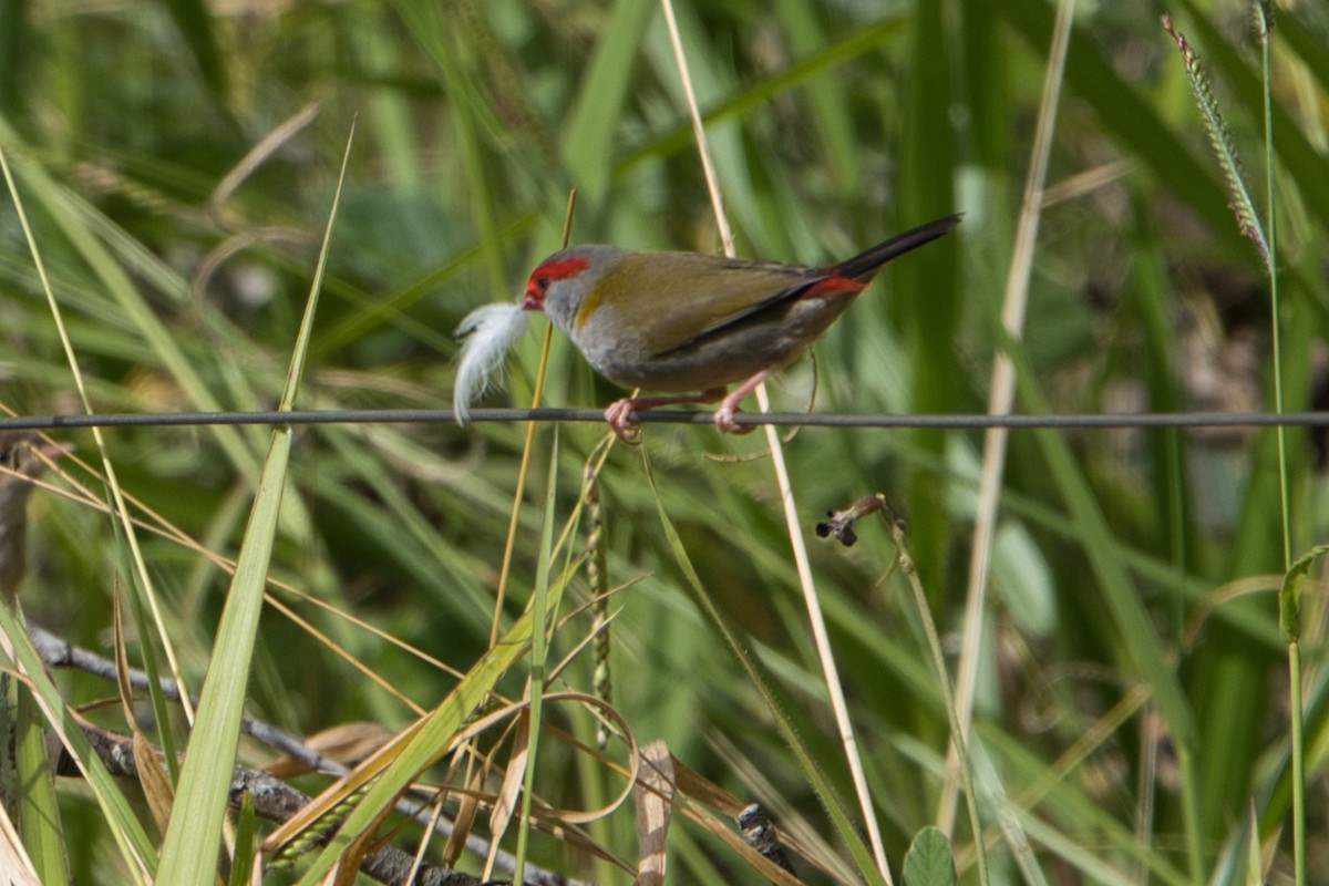 Red-browed Firetail - ML618706191