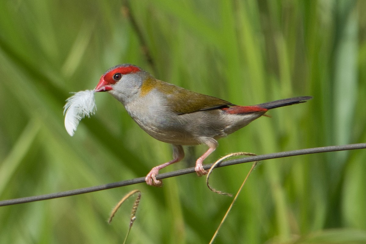 Red-browed Firetail - ML618706192