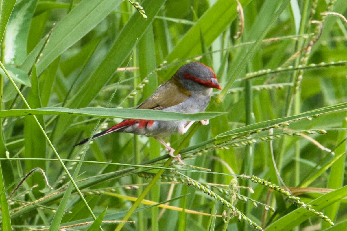 Red-browed Firetail - ML618706193