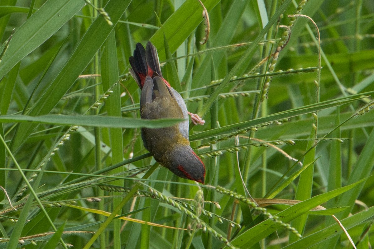 Red-browed Firetail - ML618706194