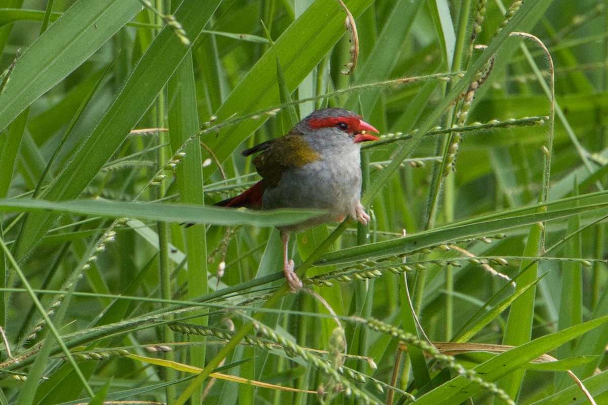 Red-browed Firetail - ML618706195