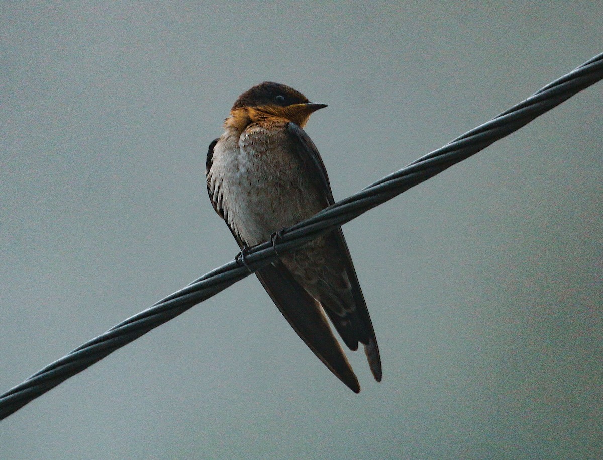 Pacific Swallow - ML618706221