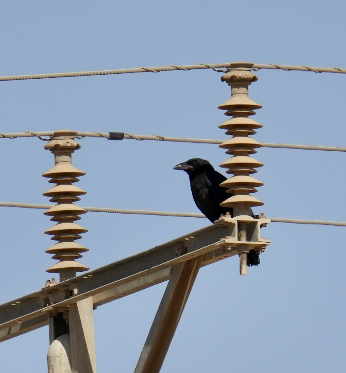 Brown-necked Raven - ML618706303