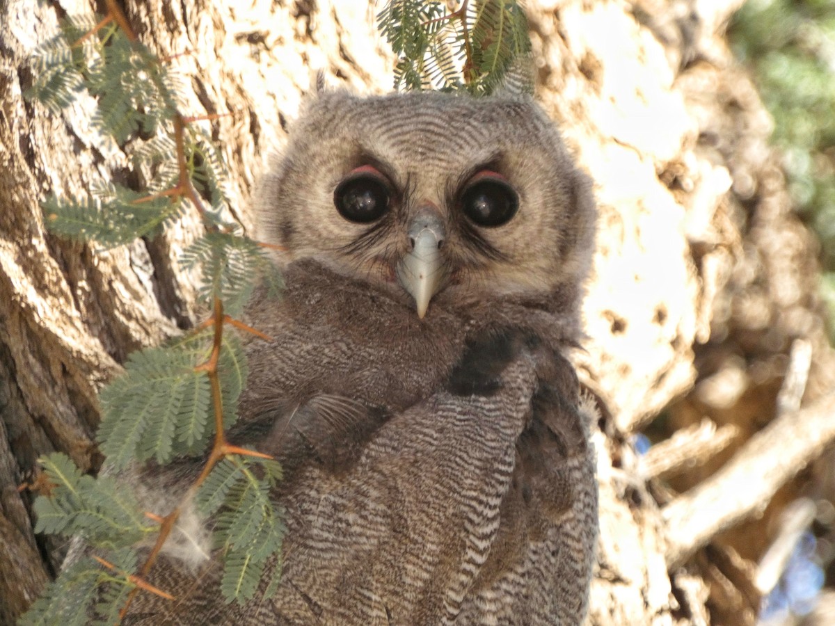 Verreaux's Eagle-Owl - Hubert Söhner
