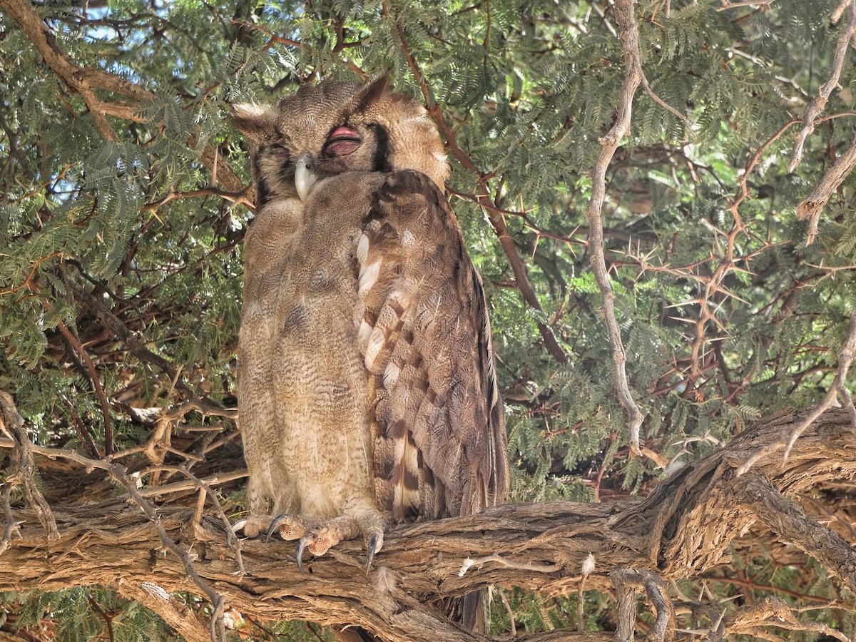 Verreaux's Eagle-Owl - ML618706382