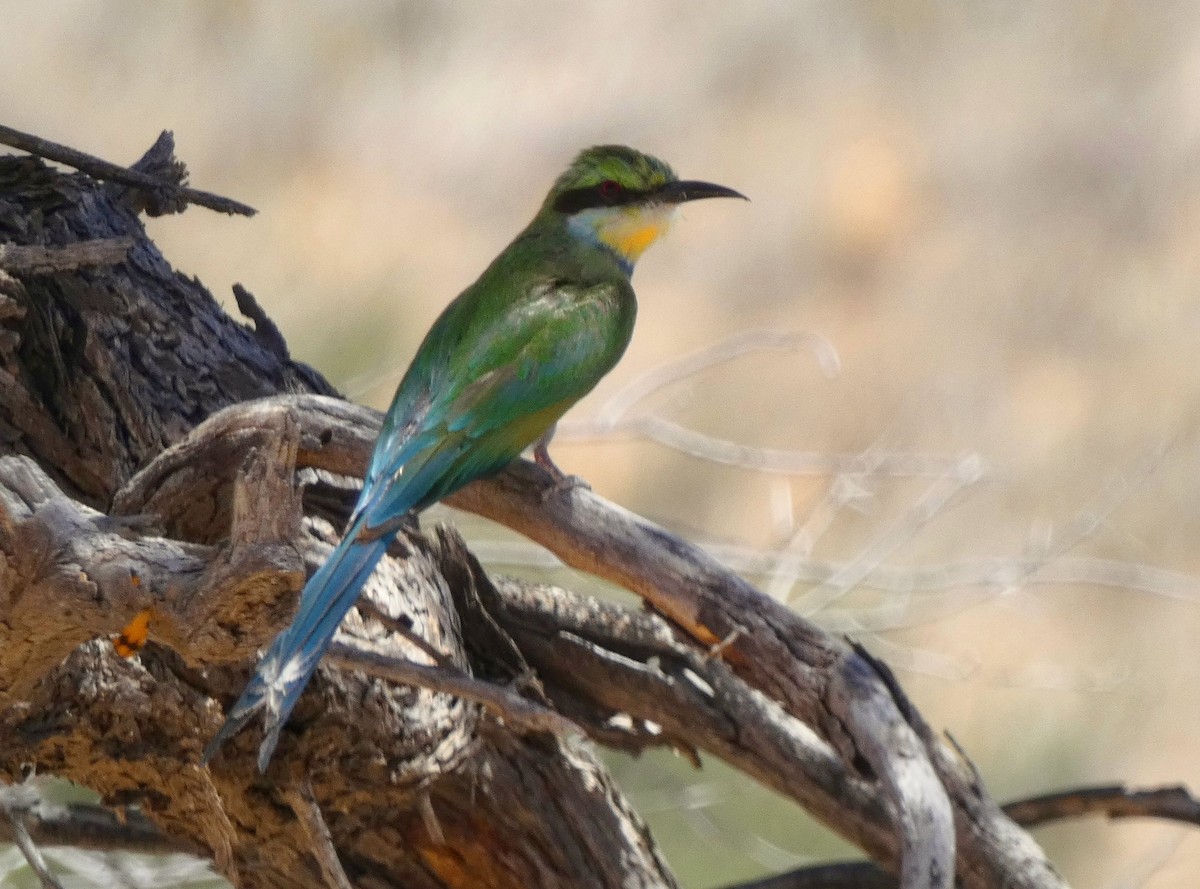 Swallow-tailed Bee-eater - ML618706394