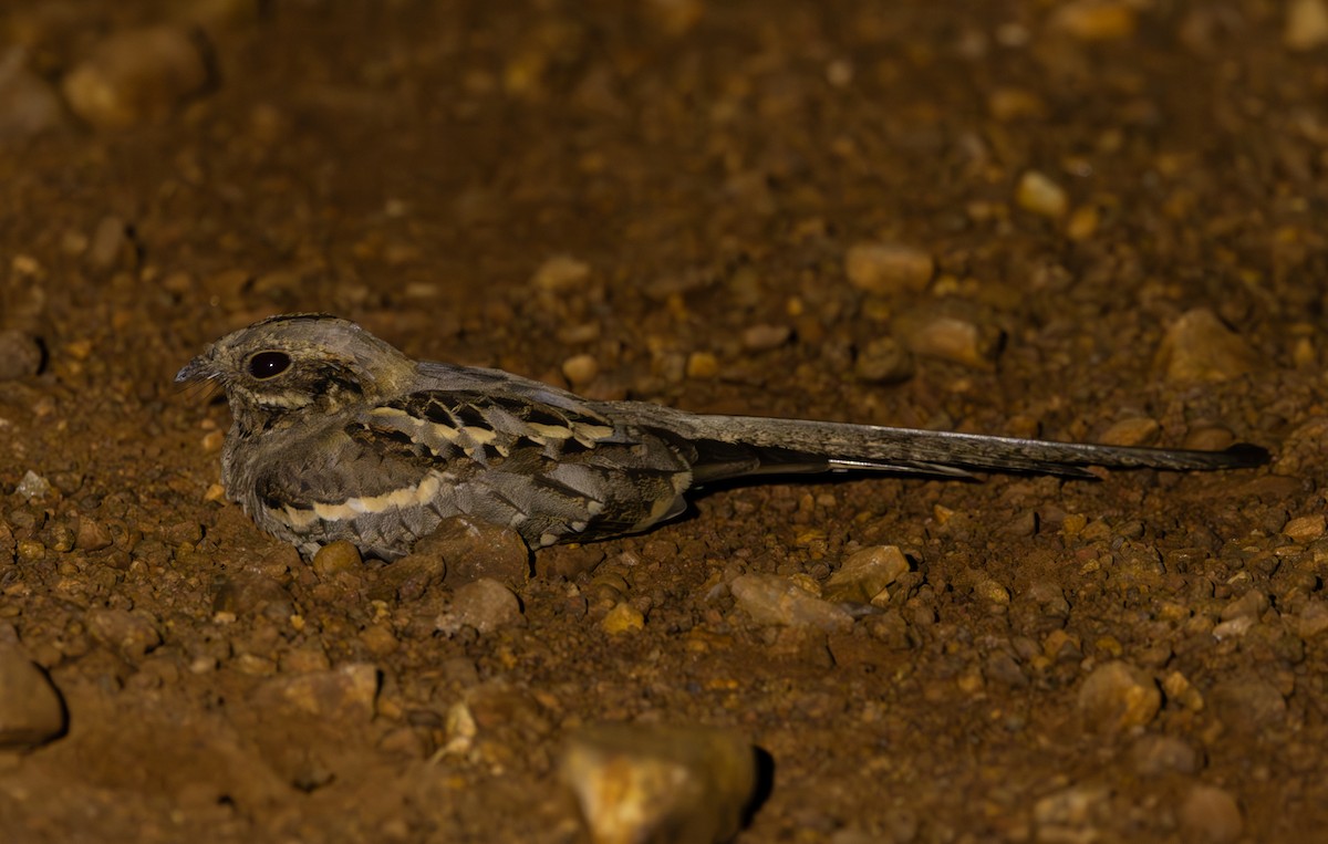 Long-tailed Nightjar - ML618706407
