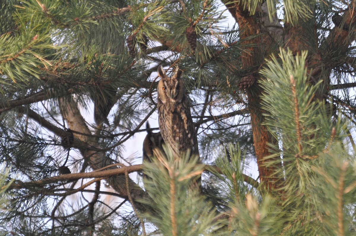 Long-eared Owl - ML618706418