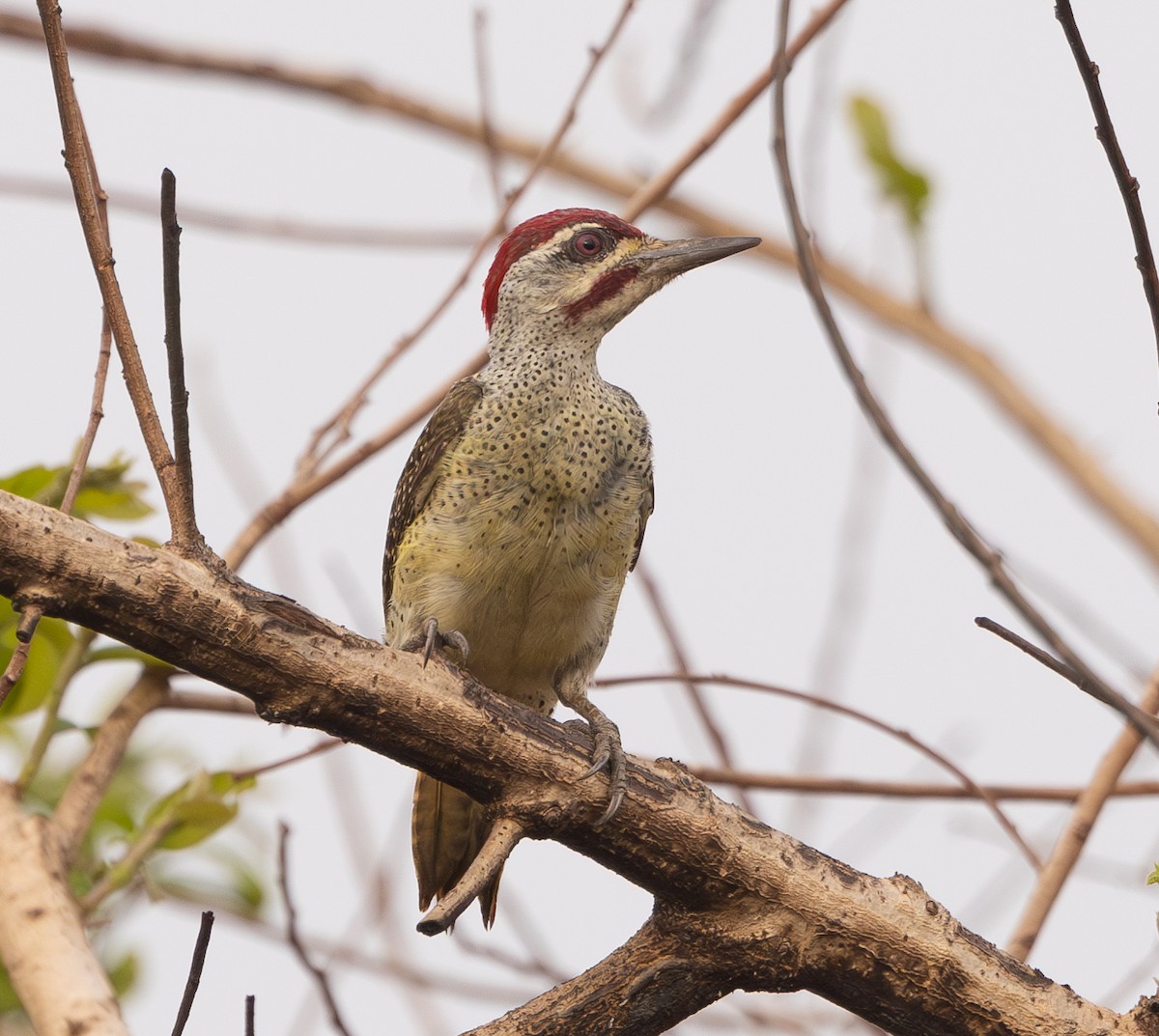 Fine-spotted Woodpecker - ML618706432