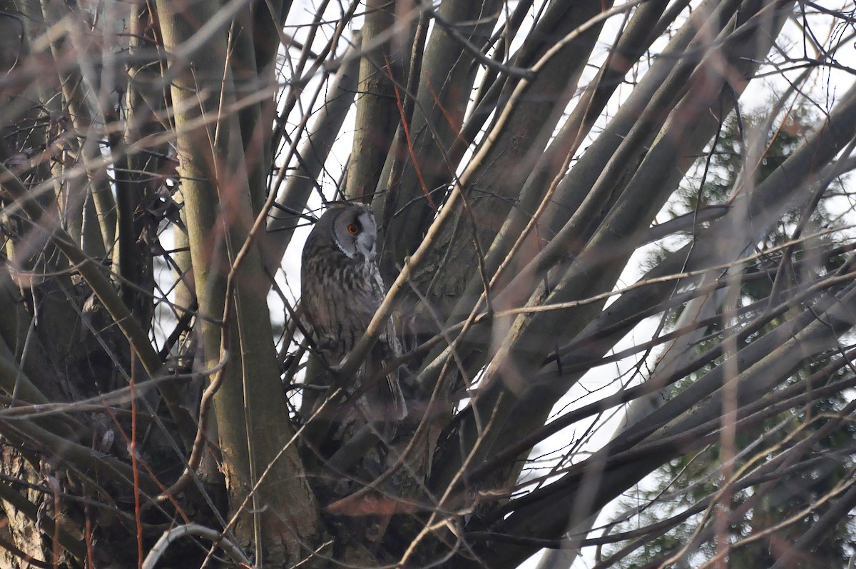 Long-eared Owl - ML618706435