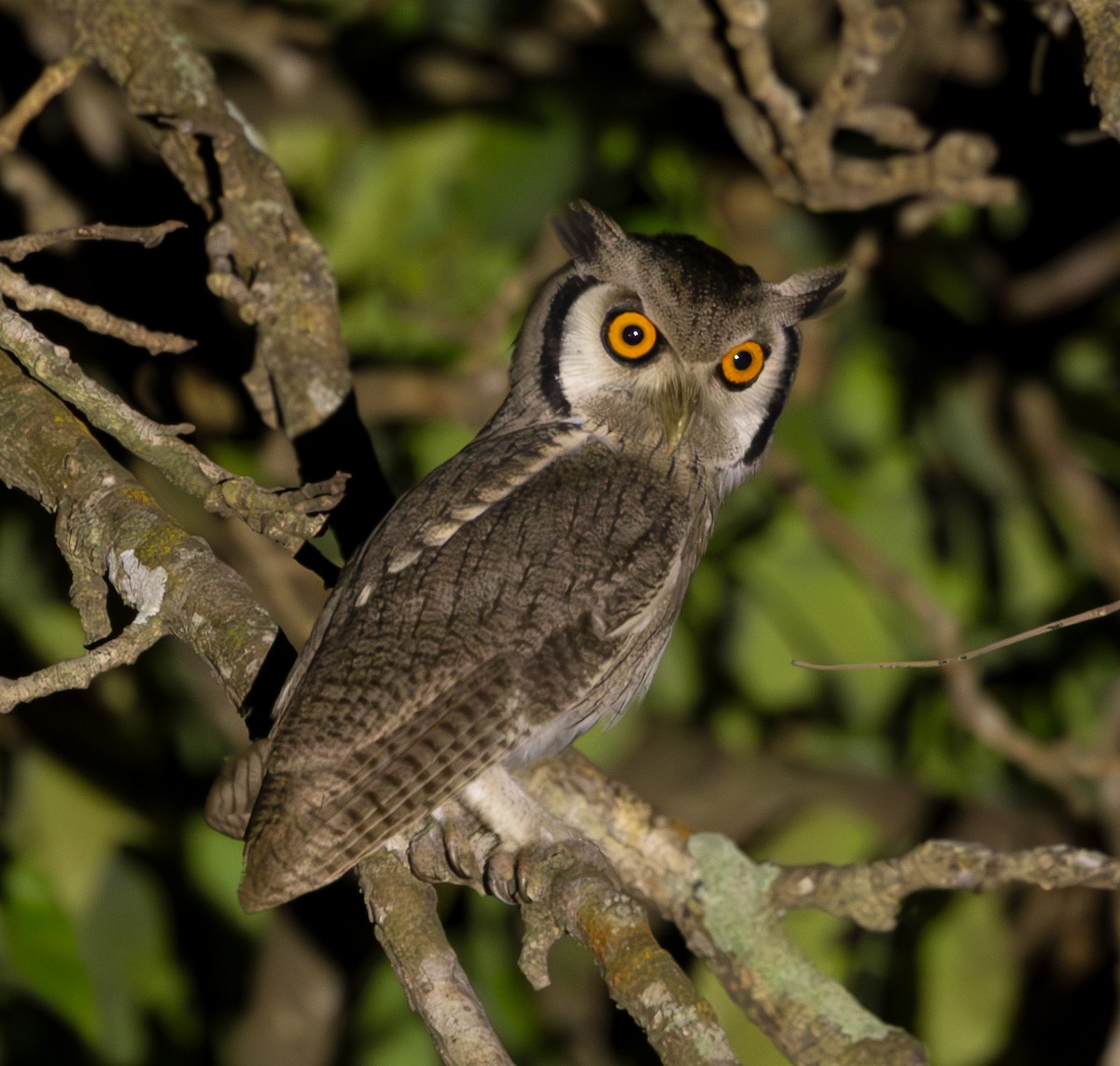 Northern White-faced Owl - ML618706449