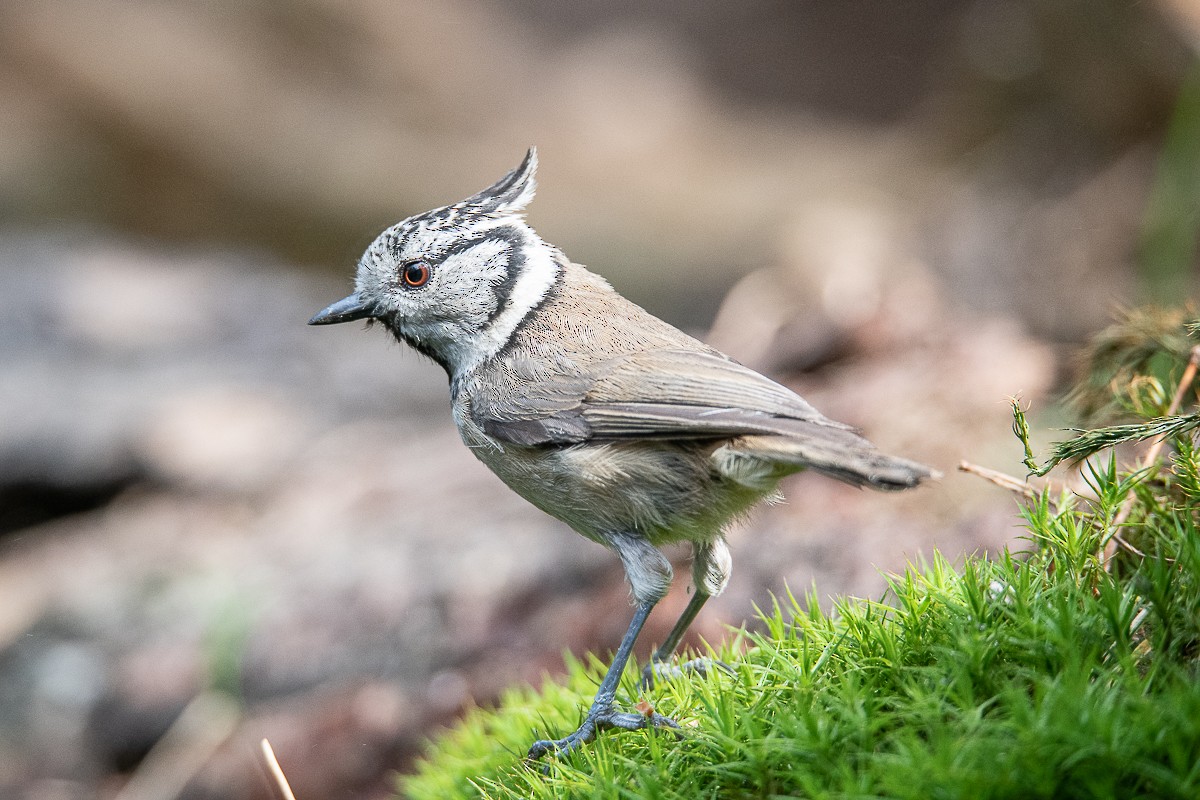 Crested Tit - ML618706468