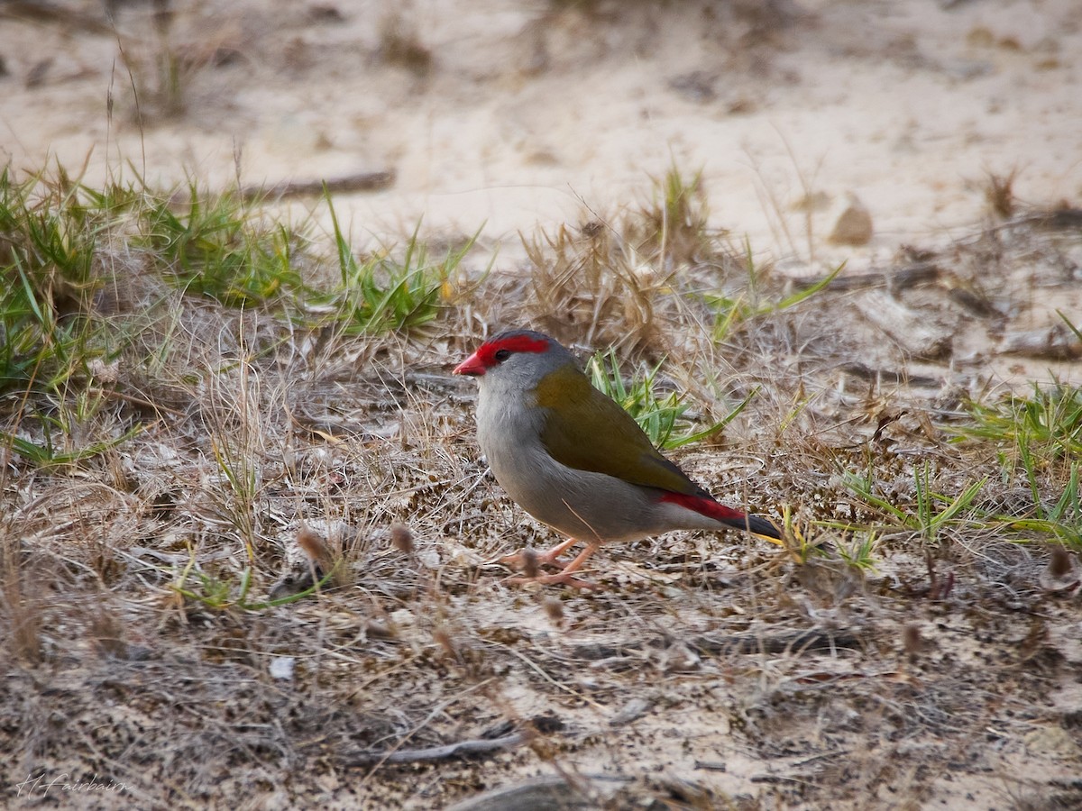 Red-browed Firetail - ML618706473