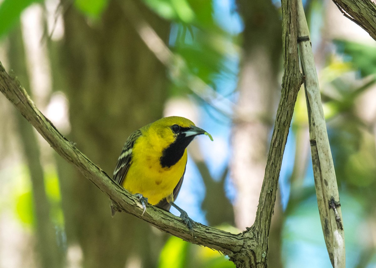 Orchard Oriole - ML618706477