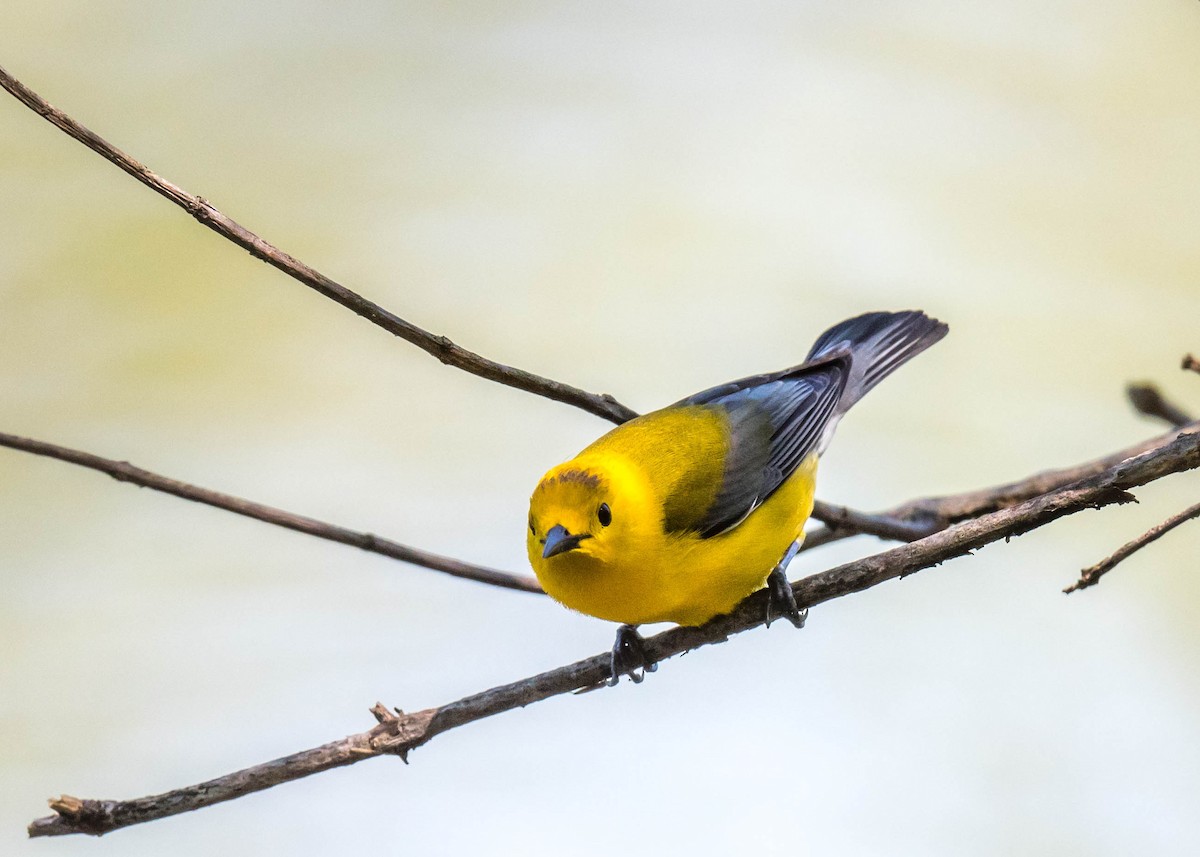 Prothonotary Warbler - ML618706485