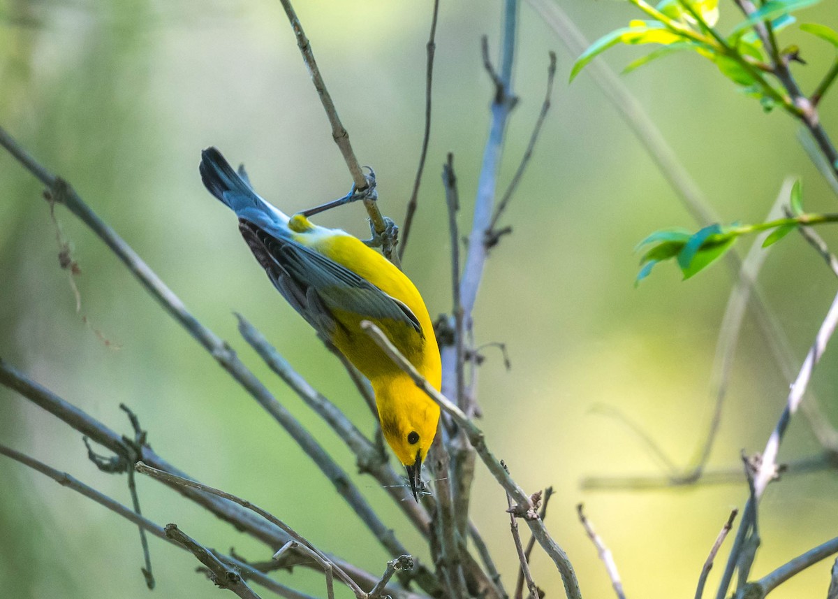 Prothonotary Warbler - ML618706486