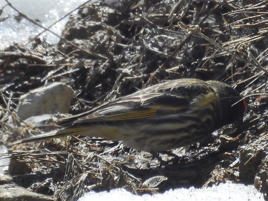 Fire-fronted Serin - ML618706489