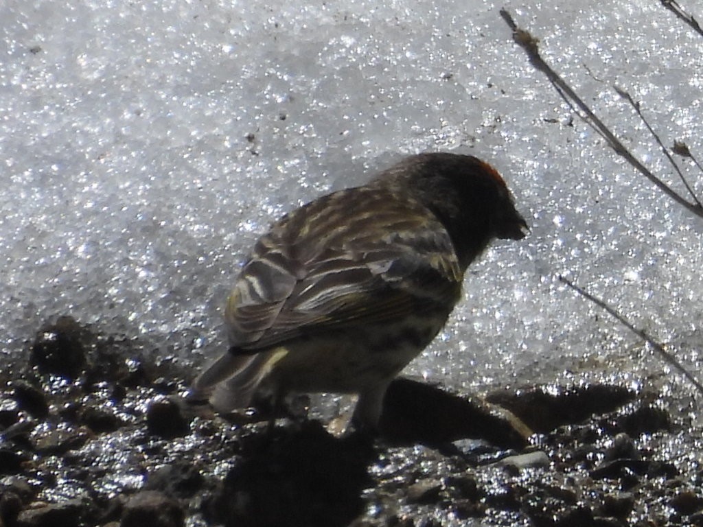 Fire-fronted Serin - ML618706493