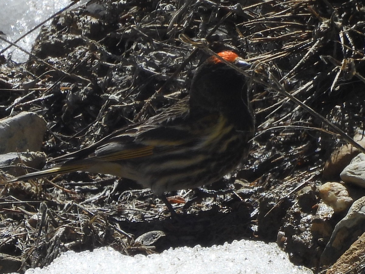 Fire-fronted Serin - ML618706495