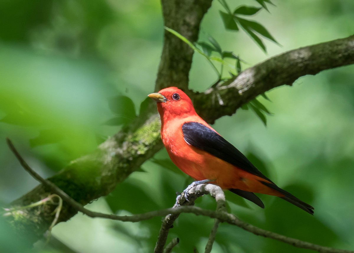 Scarlet Tanager - ML618706505