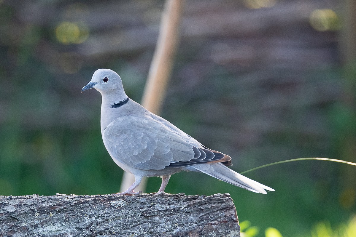 Eurasian Collared-Dove - ML618706510