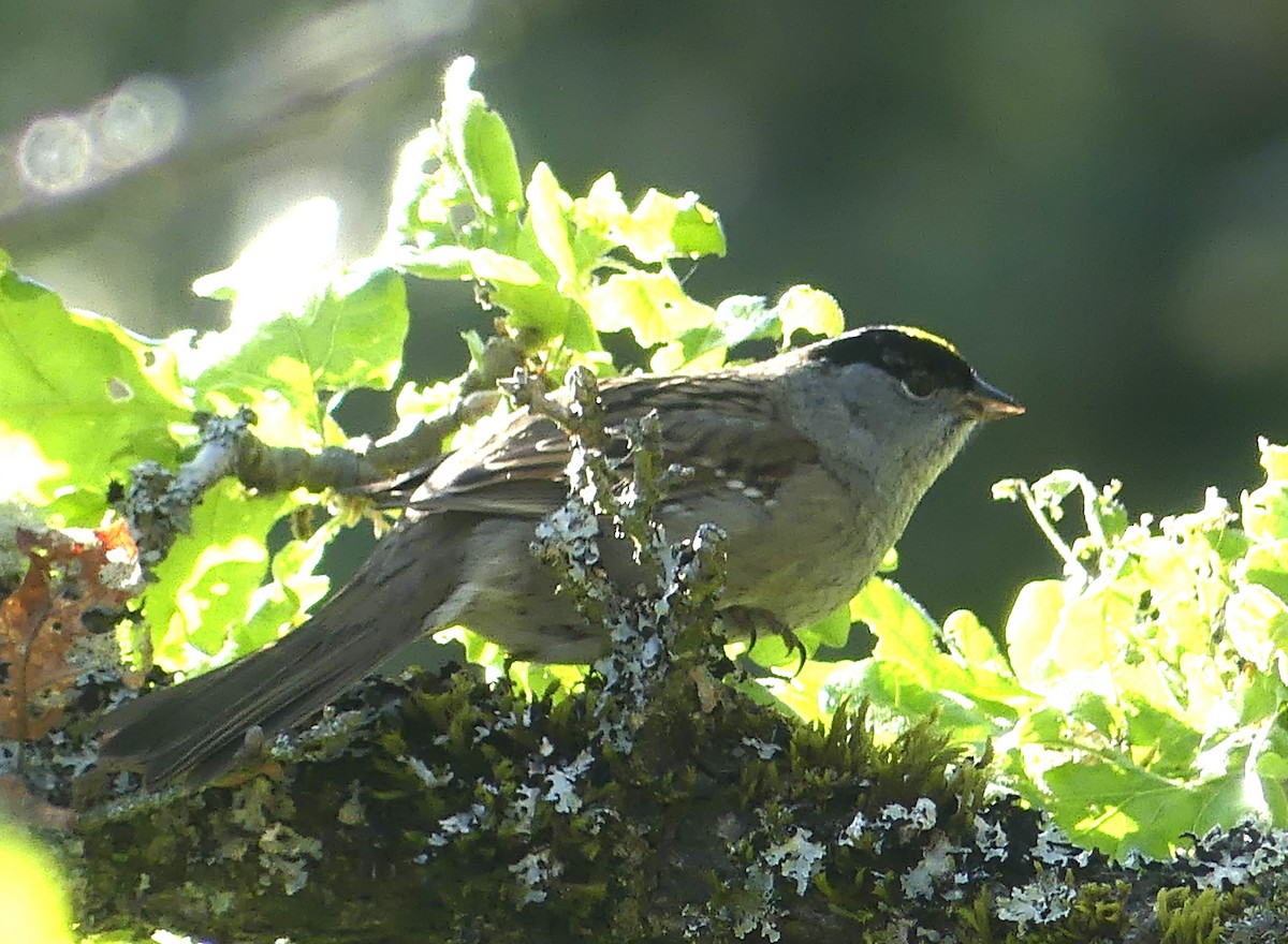 Golden-crowned Sparrow - ML618706535