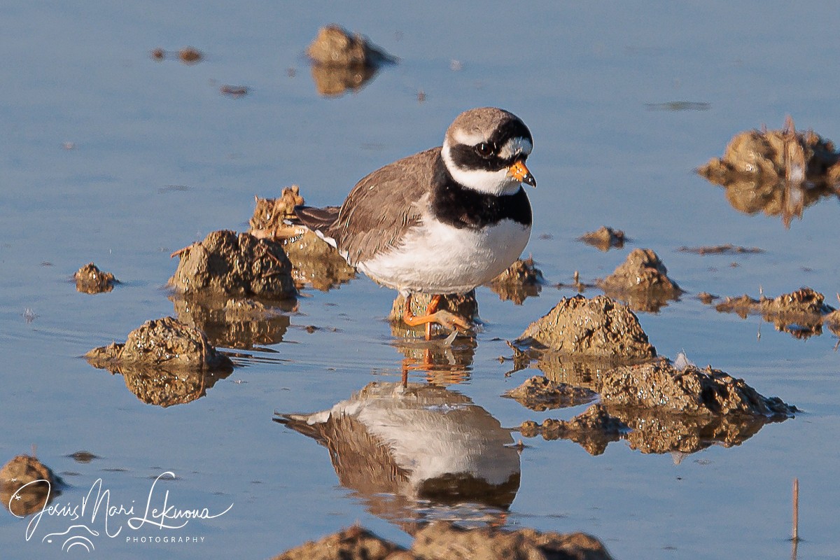 Common Ringed Plover - ML618706538