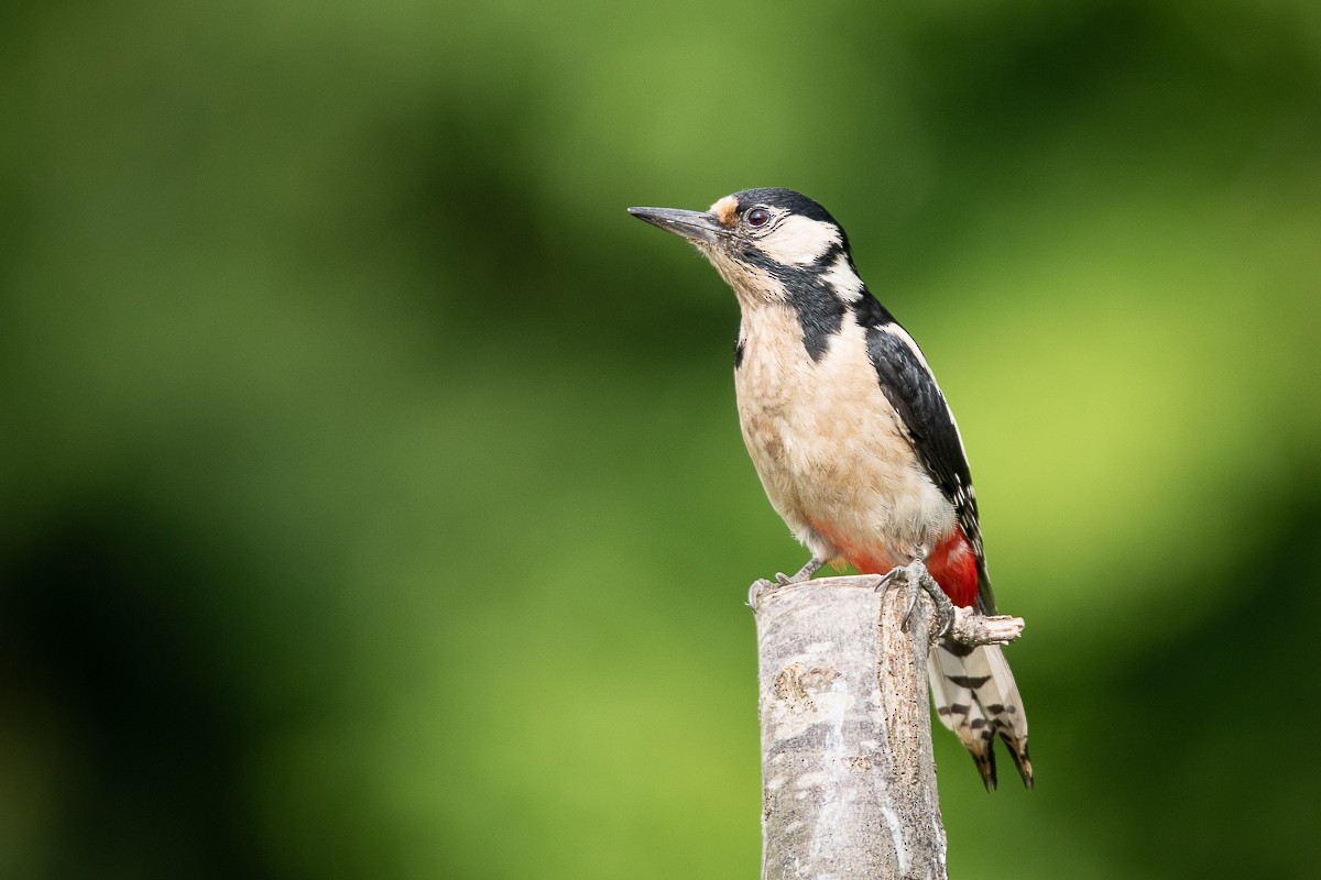 Great Spotted Woodpecker - ML618706596