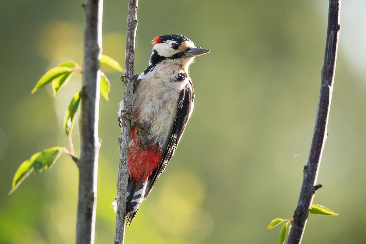 Great Spotted Woodpecker - ML618706612