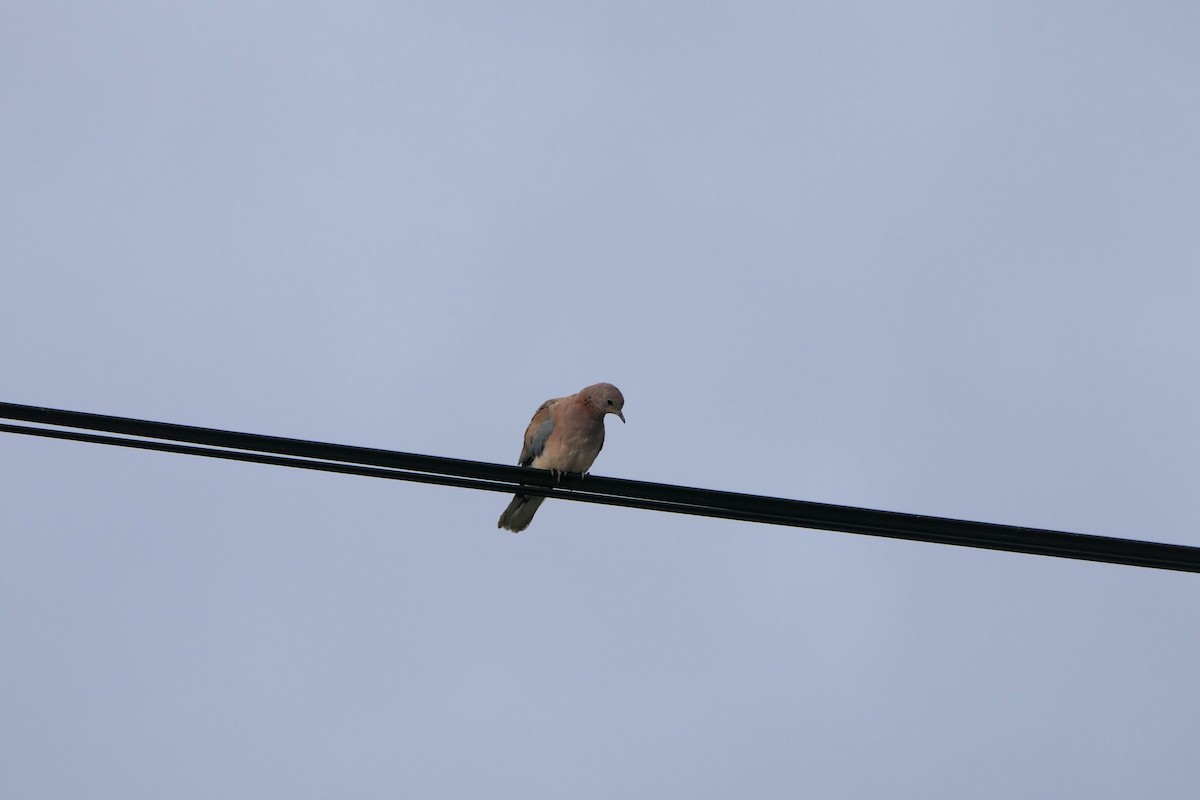 Laughing Dove - ML618706616