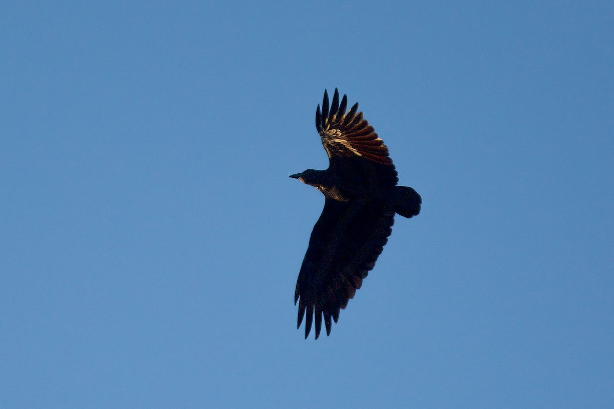 Fan-tailed Raven - ML618706661