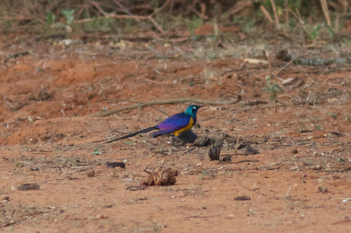 Golden-breasted Starling - ML618706670