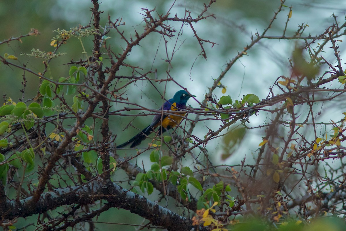 Golden-breasted Starling - ML618706671
