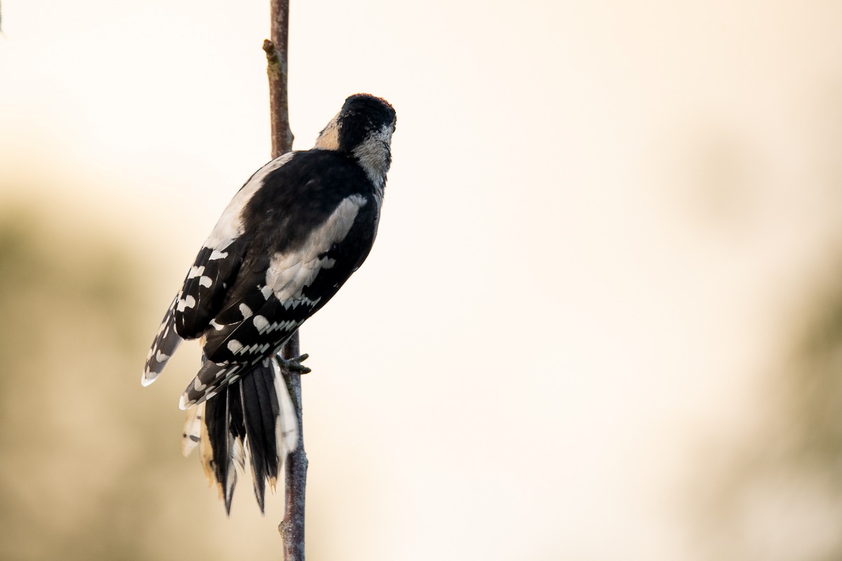 Great Spotted Woodpecker - ML618706704