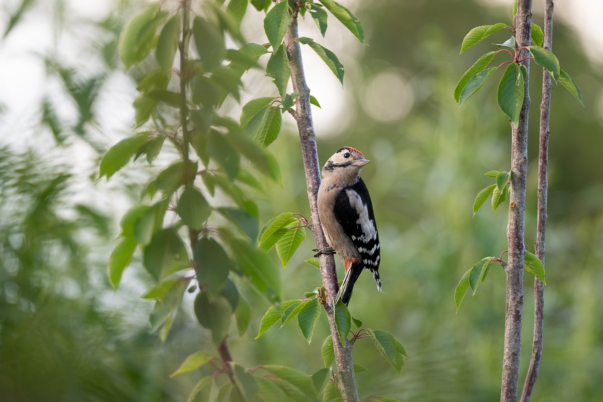 Great Spotted Woodpecker - ML618706706