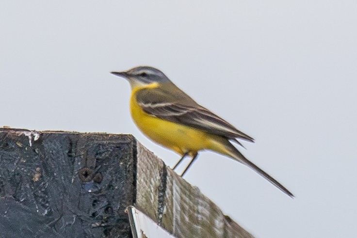Western Yellow Wagtail (Channel Wagtail intergrade) - ML618706715