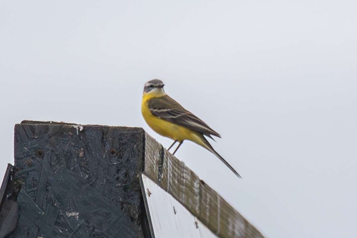 Western Yellow Wagtail (Channel Wagtail intergrade) - ML618706716